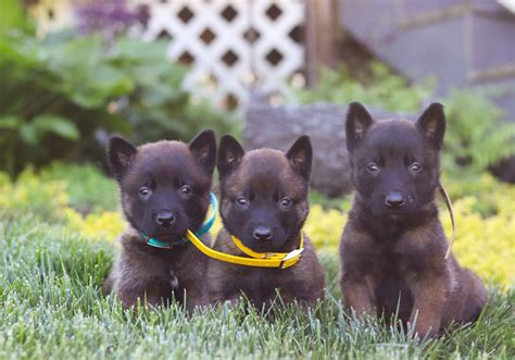 belgian malinois breeders ohio|belgian malinois for sale ohio.